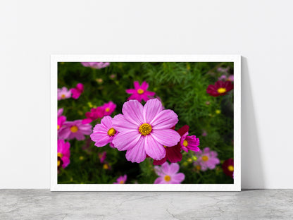 Cosmos Flowers Blooming In Garden Glass Framed Wall Art, Ready to Hang Quality Print Without White Border White
