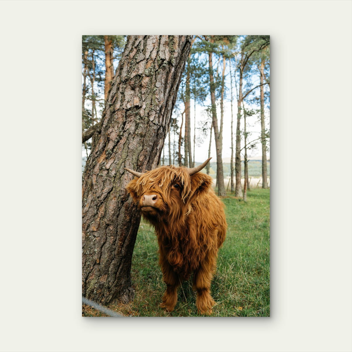 Highland Cow Near Tree 40x60cm Metal Print Ready to Hang