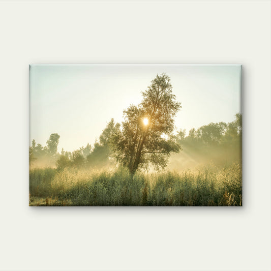 Golden Sunrise Through Lone Tree Foggy Meadow Wall Art Decor 100% Australian Made