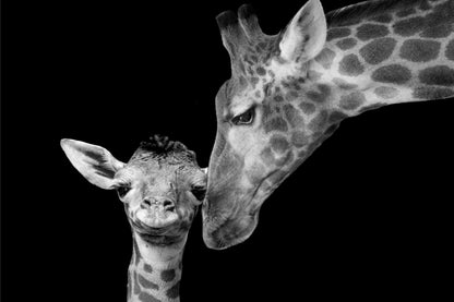 Mother and Baby Giraffe Africa Wall Art Decor 100% Australian Made