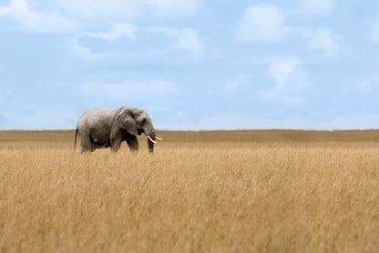 Elephant Walking Through Tall Grass in a Field Home Decor Premium Quality Poster Print Choose Your Sizes