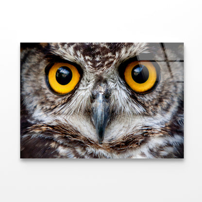 Close-Up of an Owl's Eyes Acrylic Glass Print Tempered Glass Wall Art 100% Made in Australia Ready to Hang