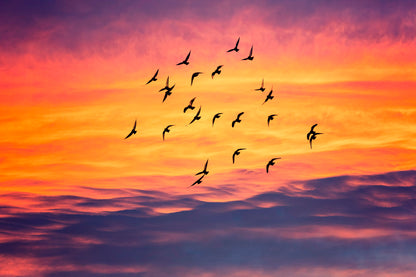 Birds Flying into Sunset Sky Acrylic Glass Print Tempered Glass Wall Art 100% Made in Australia Ready to Hang