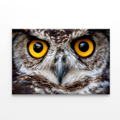 Close-Up of an Owl's Eyes Print 100% Australian Made