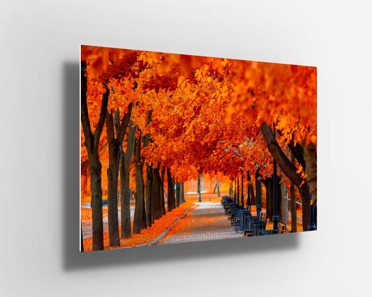 Autumn orange trees forest UV Direct Aluminum Print Australian Made Quality