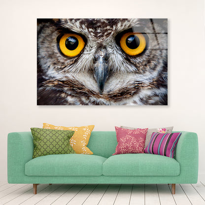 Close-Up of an Owl's Eyes Acrylic Glass Print Tempered Glass Wall Art 100% Made in Australia Ready to Hang