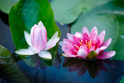 A Group of Pink Flowers Blooming On a Lily Pad Print 100% Australian Made