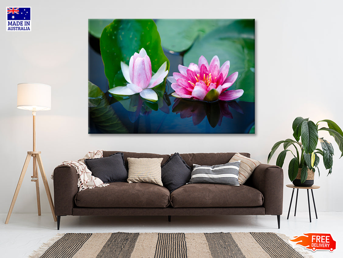 A Group of Pink Flowers Blooming On a Lily Pad Print 100% Australian Made