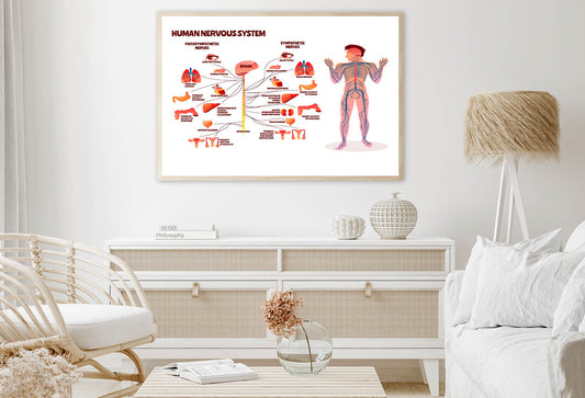 Human Nervous System Vector Home Decor Premium Quality Poster Print Choose Your Sizes