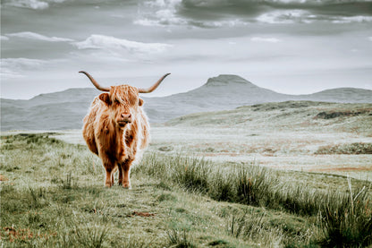 Moody Scottish Hairy Highland Cow Neutral Rustic Accent Wall Art Decor 100% Australian Made