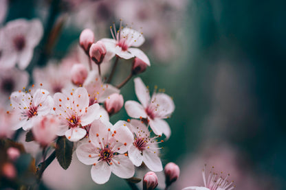 Closeup Of Spring Blossom Flower  Acrylic Glass Print Tempered Glass Wall Art 100% Made in Australia Ready to Hang