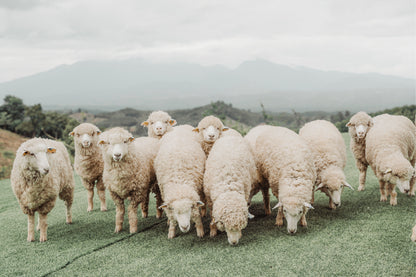 Neutral Toned Shaggy Sheep on Green Hill with Misty Mountains Wall Art Decor 100% Australian Made
