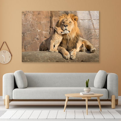 Male African Lion Is Cuddled by His Cub Acrylic Glass Print Tempered Glass Wall Art 100% Made in Australia Ready to Hang