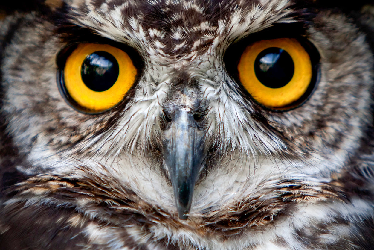 Close-Up of an Owl's Eyes Print 100% Australian Made