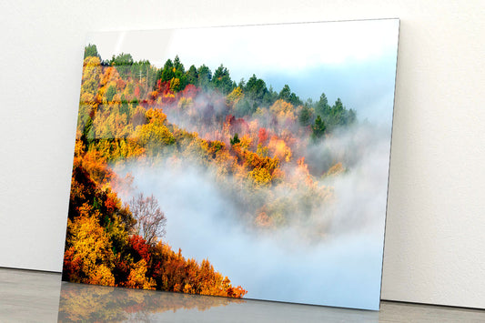 Gog & Forest Mist Acrylic Glass Print Tempered Glass Wall Art 100% Made in Australia Ready to Hang