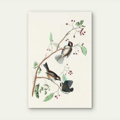 Songbirds on Red Berry Branch 60x90cm Metal Print Ready to Hang