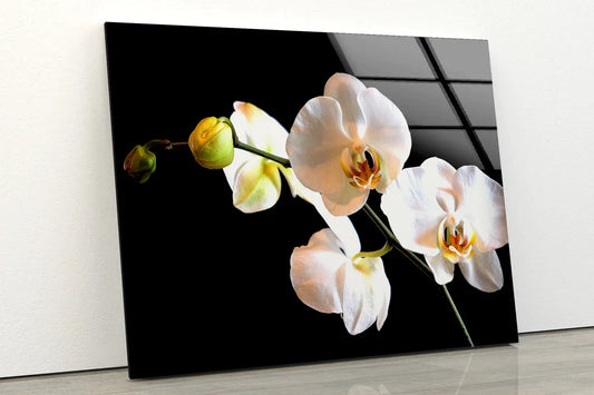 White Orchid Flowers UV Direct Aluminum Print Australian Made Quality