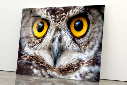 Close-Up of an Owl's Eyes Acrylic Glass Print Tempered Glass Wall Art 100% Made in Australia Ready to Hang