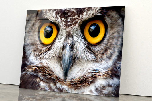 Close-Up of an Owl's Eyes Acrylic Glass Print Tempered Glass Wall Art 100% Made in Australia Ready to Hang