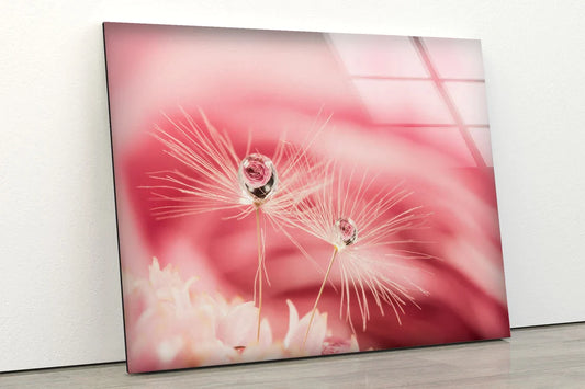 Waterdrops on Dandelion UV Direct Aluminum Print Australian Made Quality