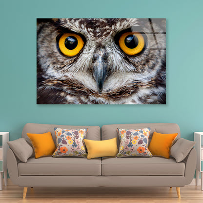 Close-Up of an Owl's Eyes Acrylic Glass Print Tempered Glass Wall Art 100% Made in Australia Ready to Hang