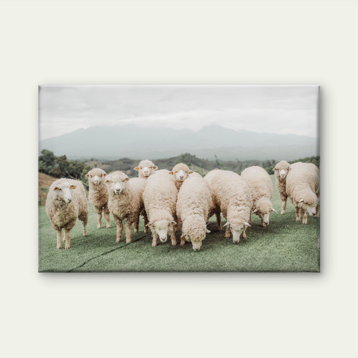 Neutral Toned Shaggy Sheep on Green Hill with Misty Mountains Wall Art Decor 100% Australian Made