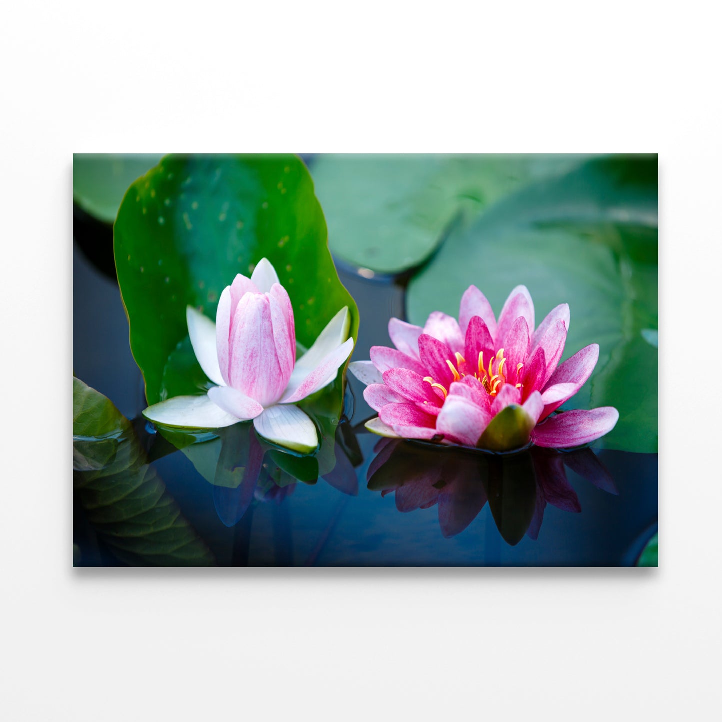 A Group of Pink Flowers Blooming On a Lily Pad Print 100% Australian Made