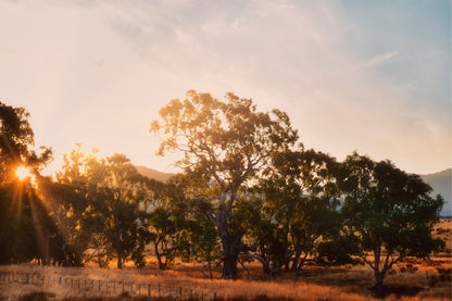 Sunset Australian Gum Trees Wall Art Decor 100% Australian Made