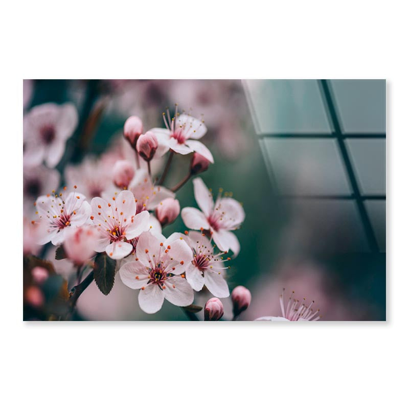 Closeup Of Spring Blossom Flower  Acrylic Glass Print Tempered Glass Wall Art 100% Made in Australia Ready to Hang