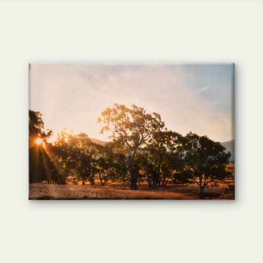 Sunset Australian Gum Trees Wall Art Decor 100% Australian Made