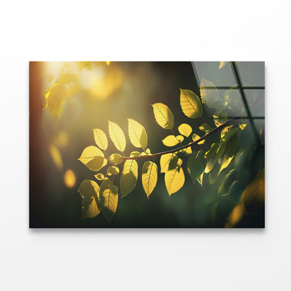 Morning Sunshine, Branch and Leaf Acrylic Glass Print Tempered Glass Wall Art 100% Made in Australia Ready to Hang