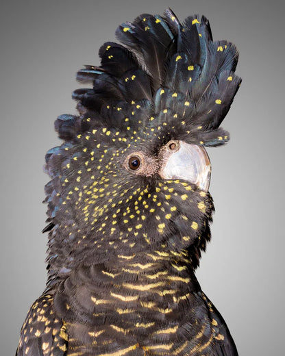 Australian Native Red Tailed Black Cockatoo Portrait Photograph 60x90cm Print 100% Australian Made