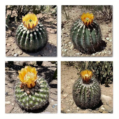 4pcs Saguaro Cactus Wall Art Canvas Framed