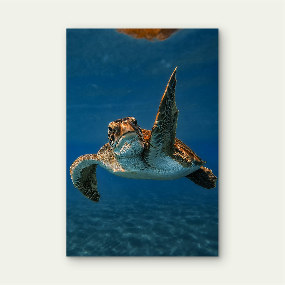Green Sea Turtle Swimming In The Ocean 40x60cm Metal Print Ready to Hang