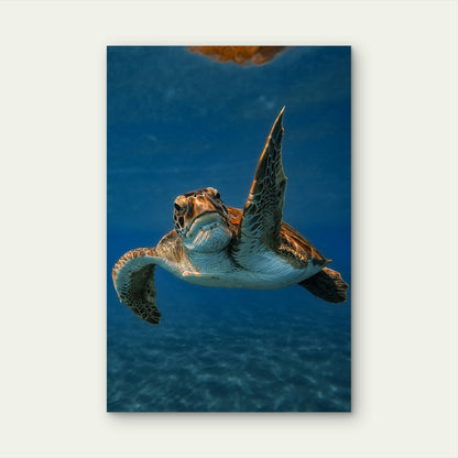 Green Sea Turtle Swimming In The Ocean 60x90cm Metal Print Ready to Hang