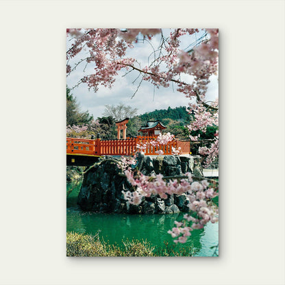 Traditional Japanese Setting During The Cherry Blossom Season 40x60cm Metal Print Ready to Hang