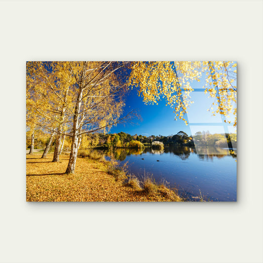 Lake Daylesford Autumn Birch Trees Acrylic Glass Printing Wall Art Australian Made Quality