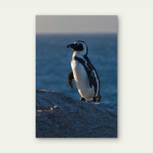 African Penguin with Ocean View 40x60cm Metal Print Ready to Hang