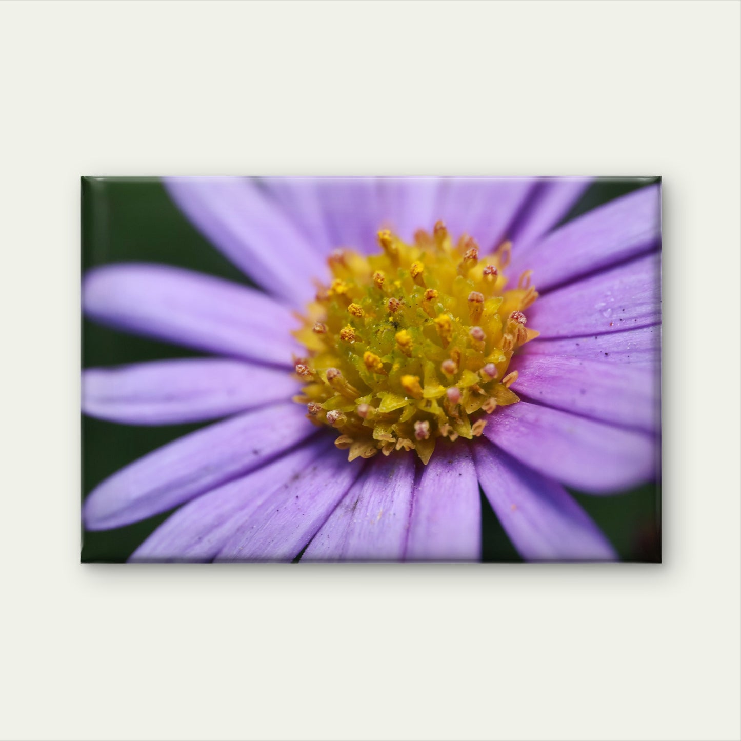 Australian Native Brachyscome Daisy Wall Art Decor 100% Australian Made