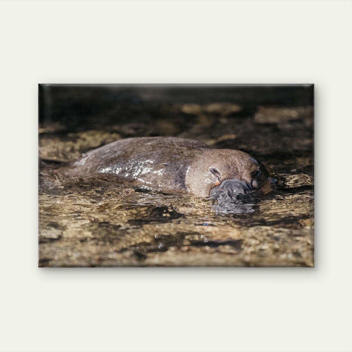 Platypus Tasmanian Creek Wall Art Decor 100% Australian Made