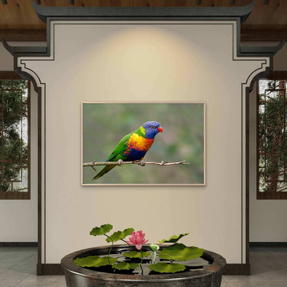 Rainbow Lorikeet Australia Wall Art Decor 100% Australian Made