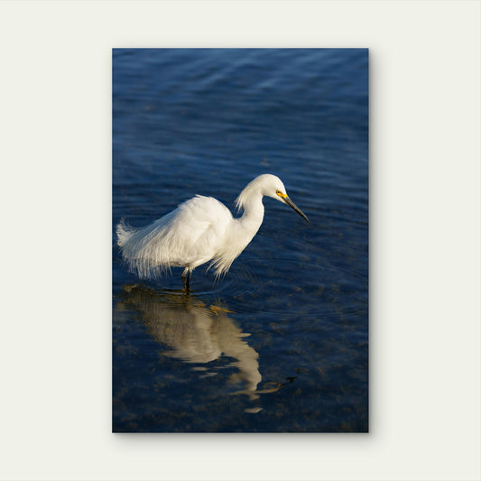 Snowy Egret on Water During Daytime 40x60cm Metal Print Ready to Hang