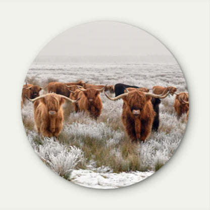 Highland Cow herd  Acrylic Glass Rounded Print Tempered Glass Wall Art 100% Made in Australia Ready to Hang