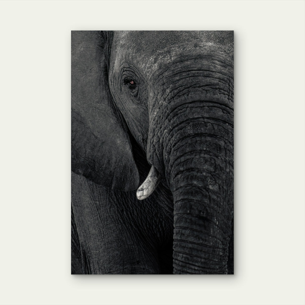 Close Up Elephant Illustration 40x60cm Metal Print Ready to Hang