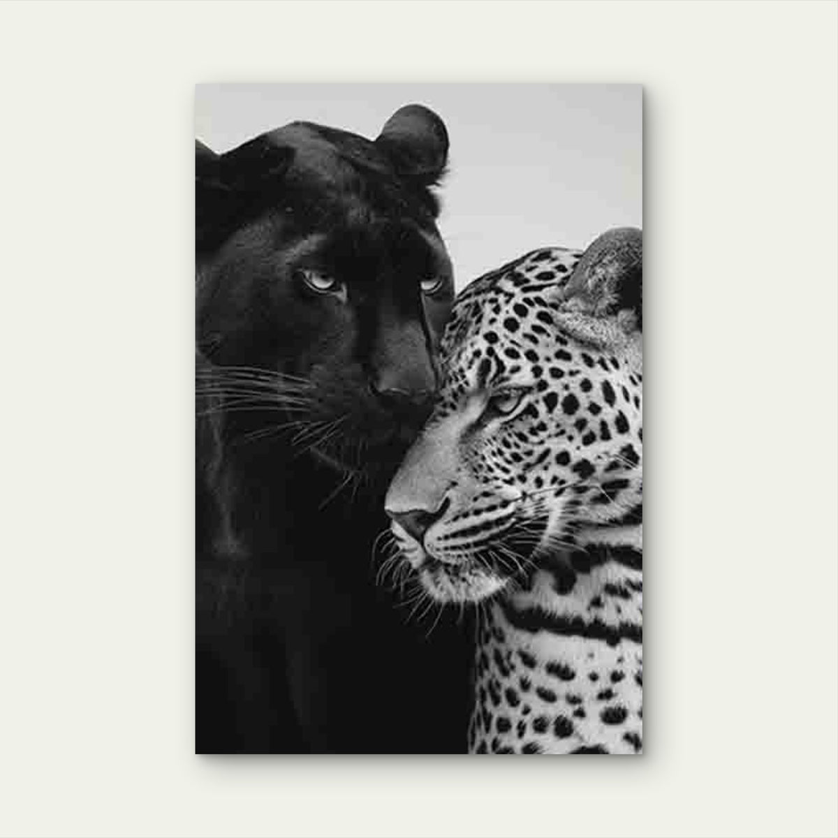 Featuring Black Panther And Leopard Metal Print Ready to Hang