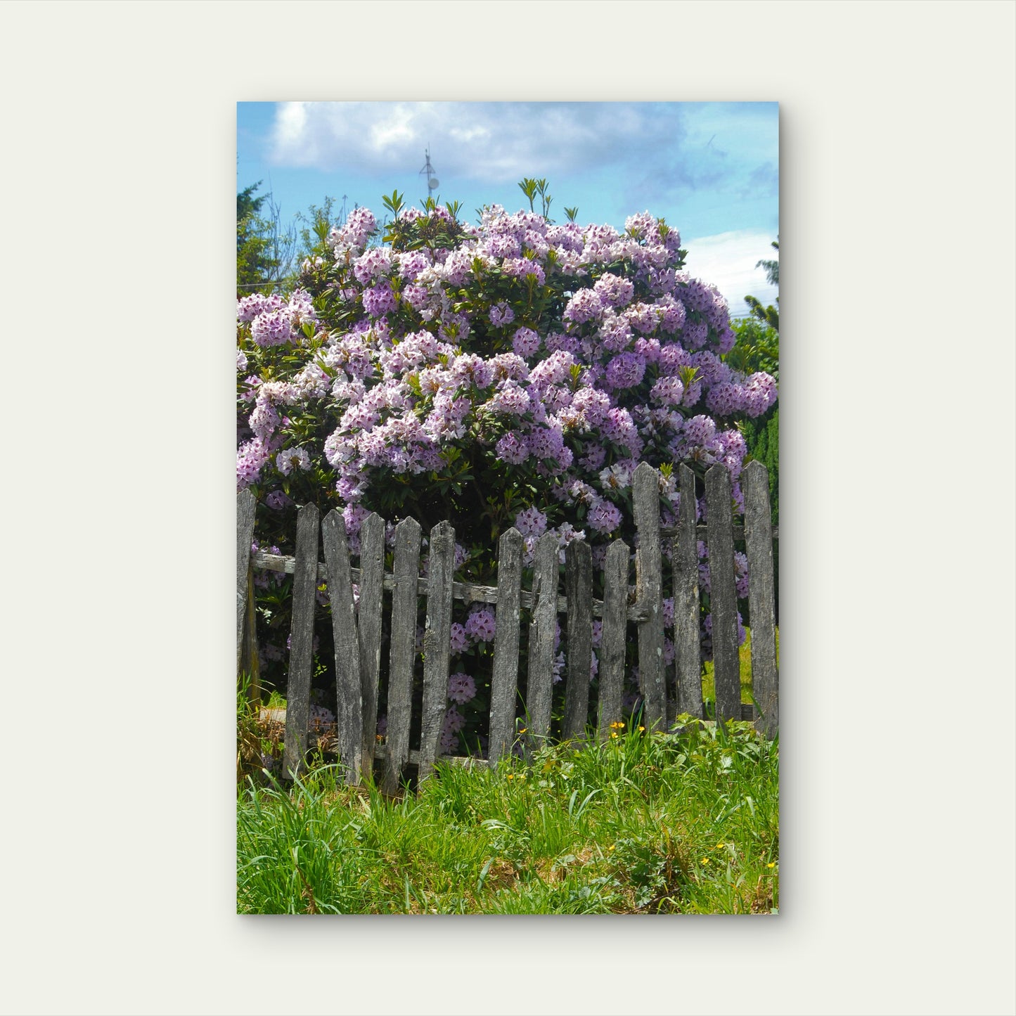 Beautiful Wisteria Flowers Wooden Fence 60x90cm Metal Print Ready to Hang