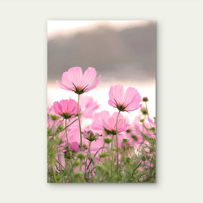 Field of Pink Cosmos Flowers 60x90cm Metal Print Ready to Hang