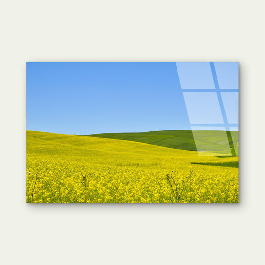 Italy Yellow Canola Field Hill Scene Acrylic Glass Printing Wall Art Australian Made Quality