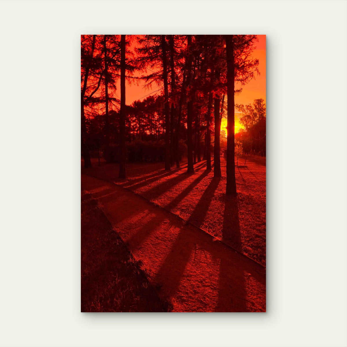 Tree Shadows In Red Sunset 60x90cm Metal Print Ready to Hang