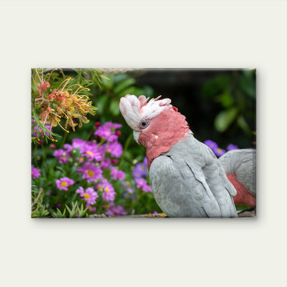 Australian Native Galah Bird Wall Art Decor 100% Australian Made
